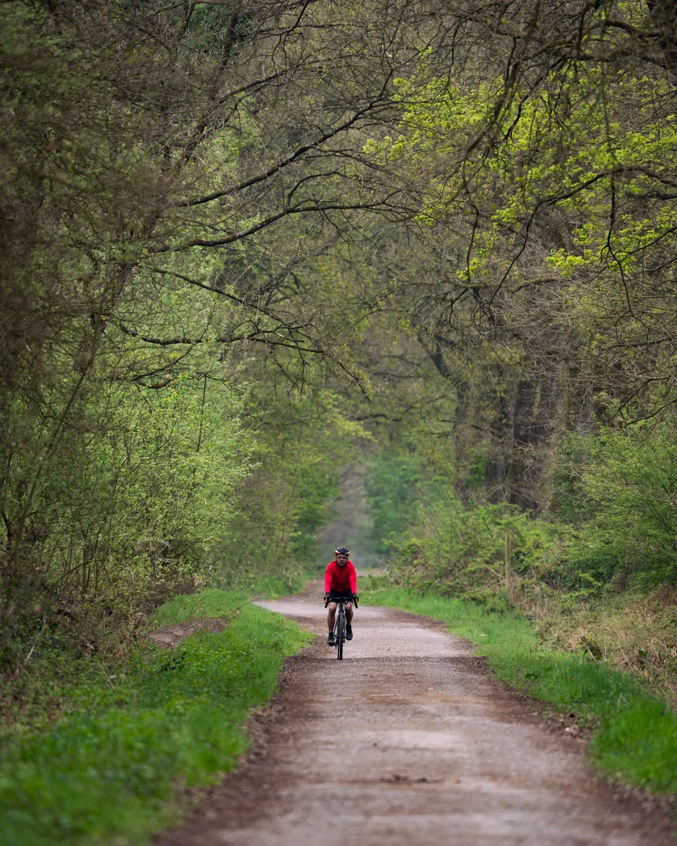 Contrast In The Forest