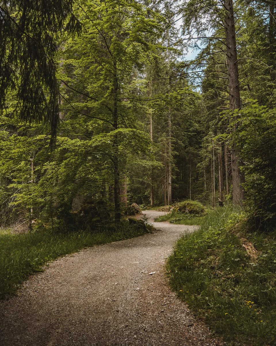 Forest Path