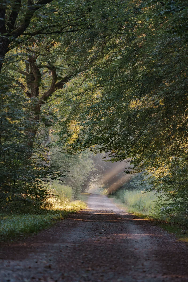 Forest Road