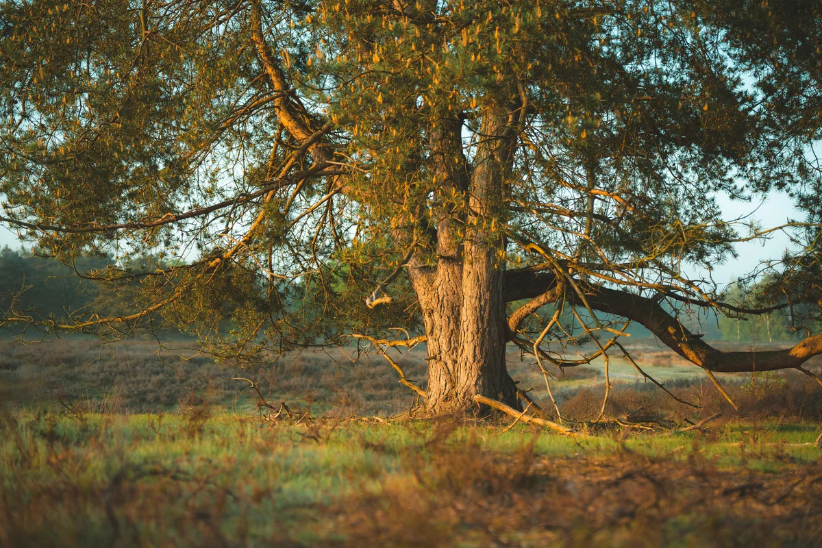 A Resting Place