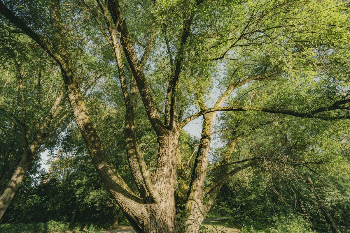 Aged Guardian 