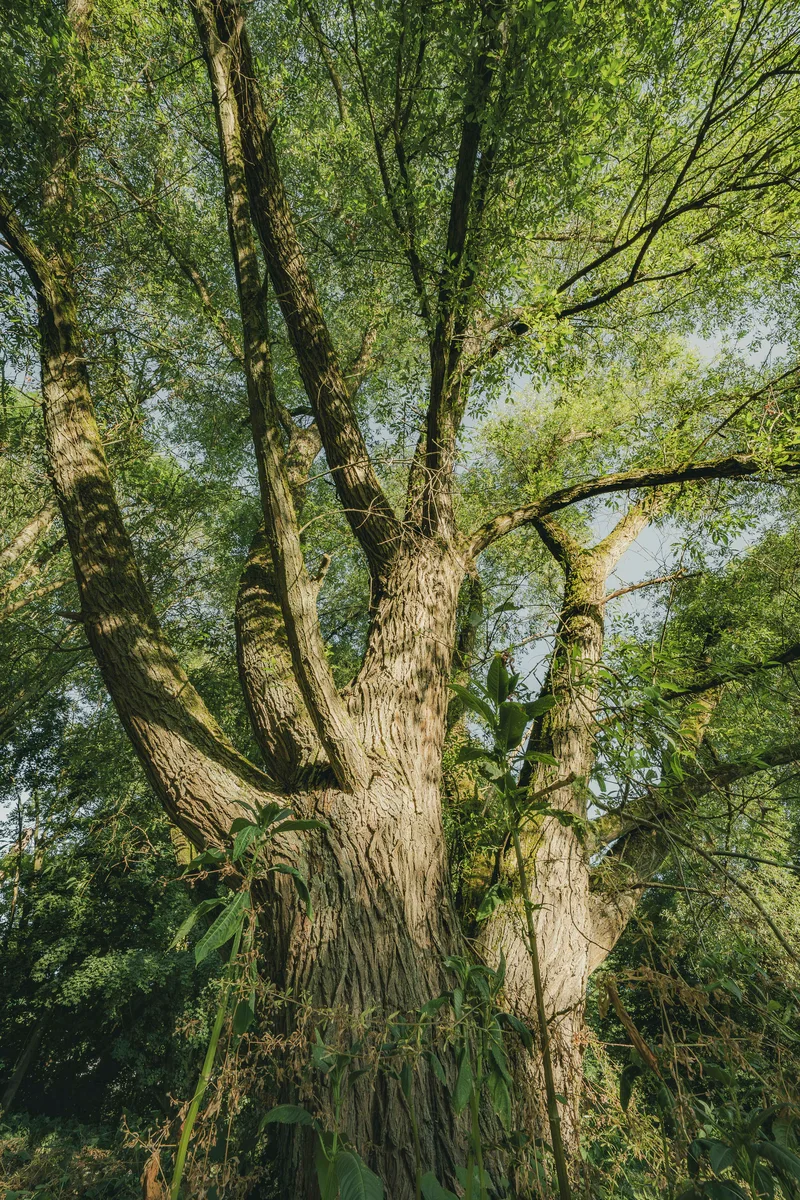 Aged