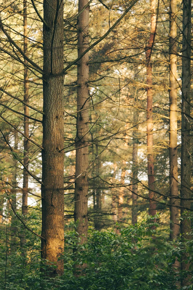 Lost In The Woods