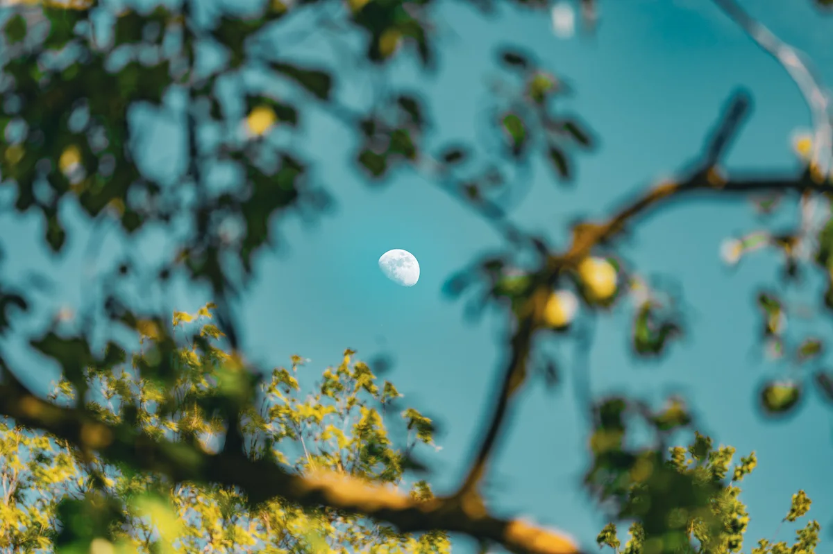 Moon Lost In The Green