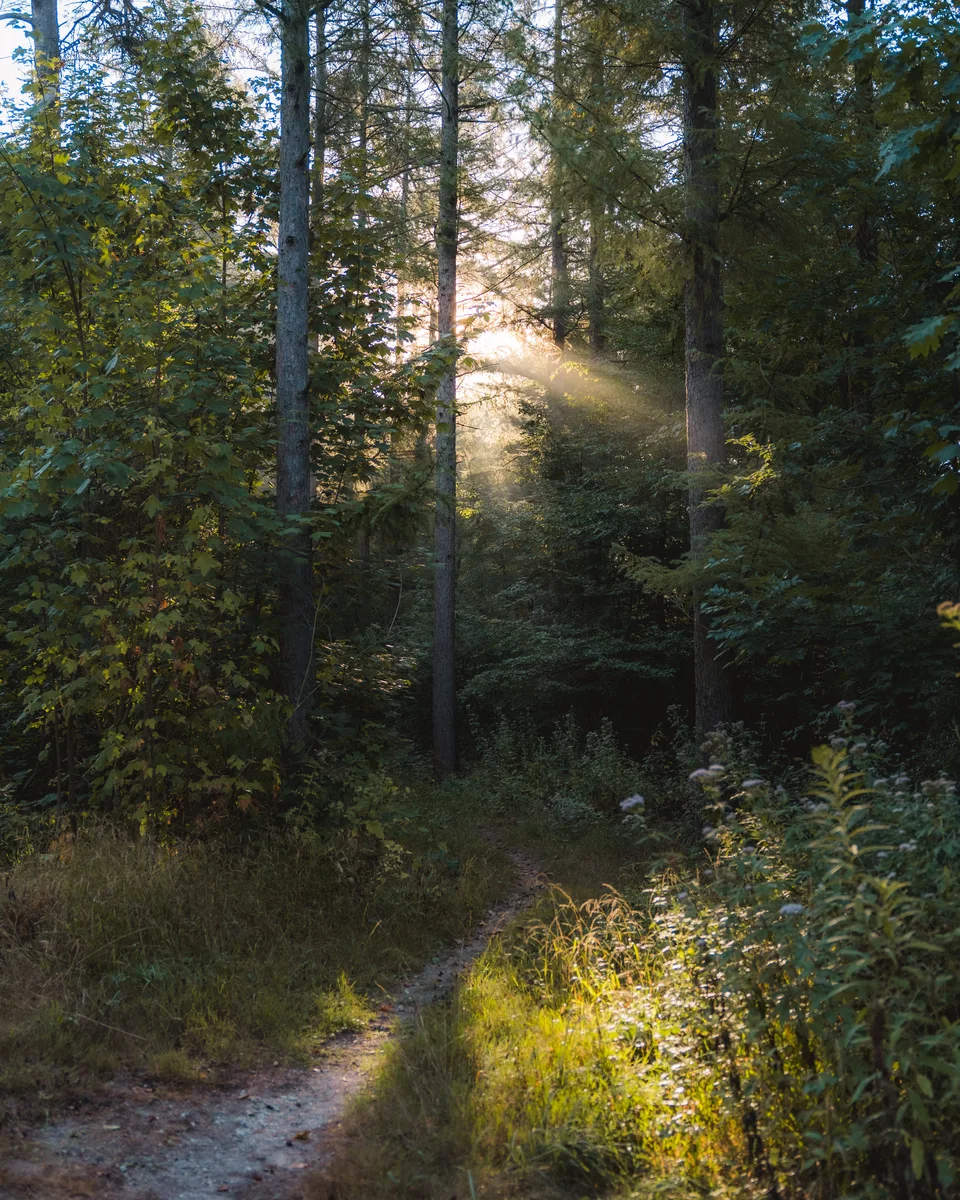 Rays Through Forest