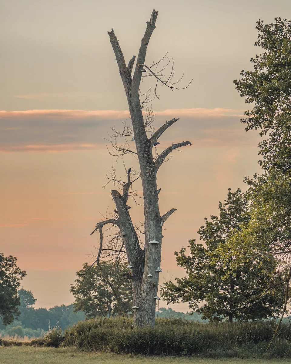 Still Standing