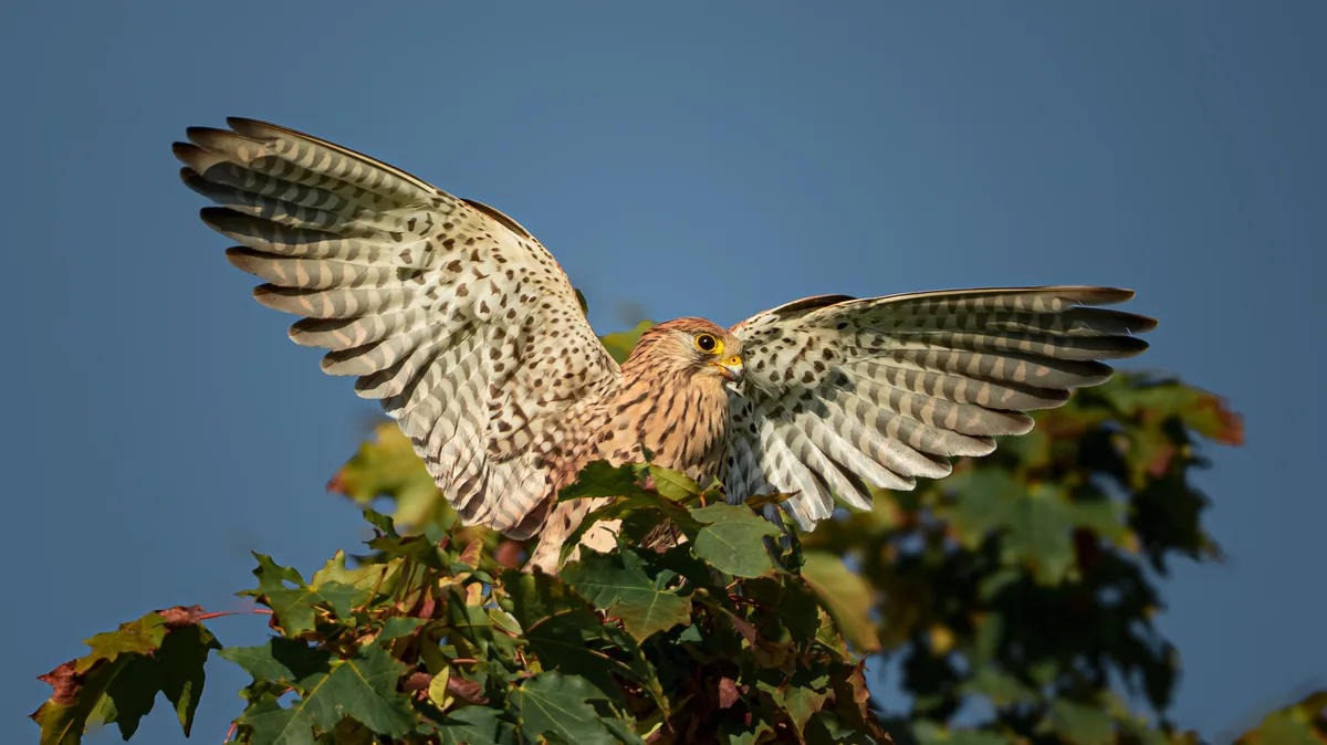 Turmfalke
