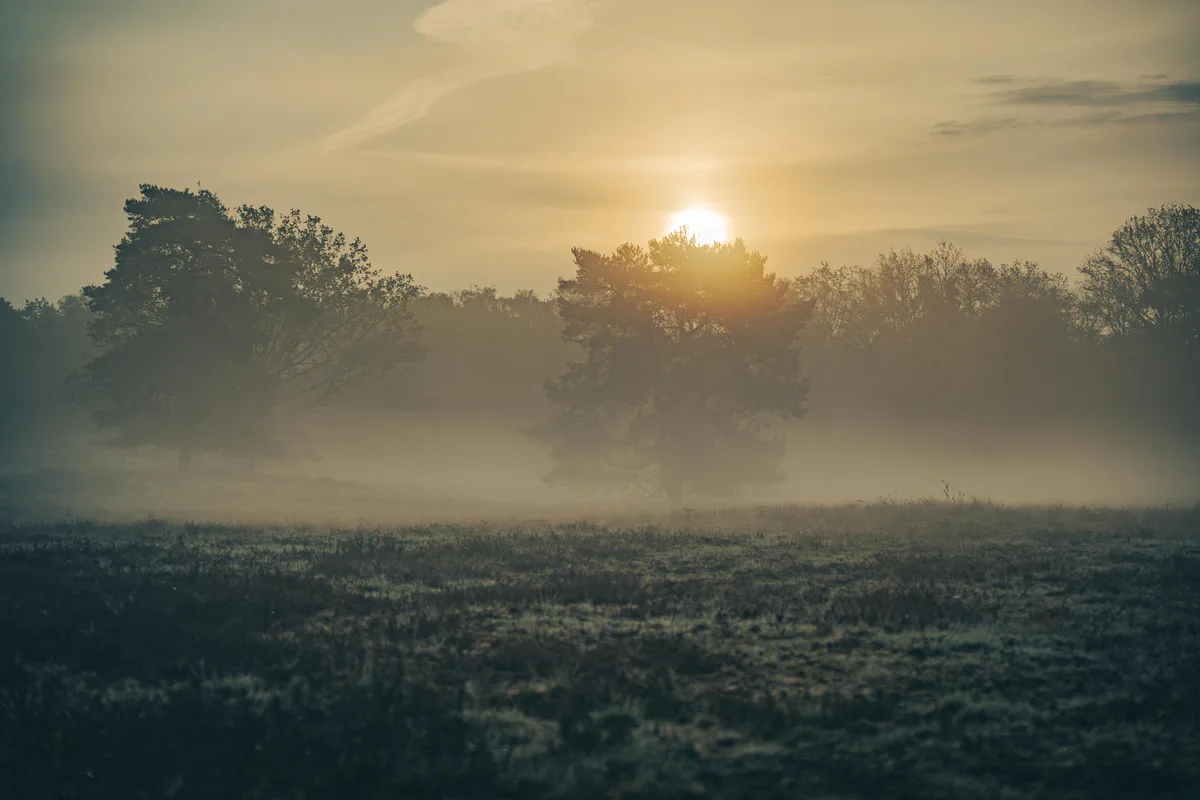 Woodland