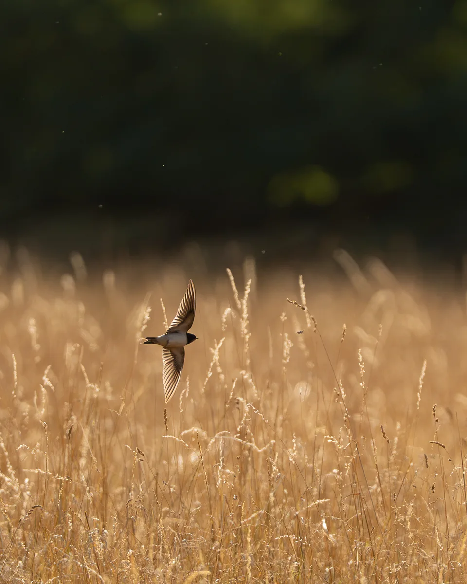 Barn Swallow Hunting Insects