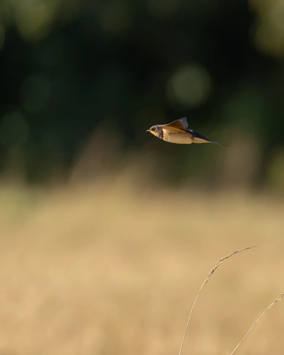 Barn Swallow In Flight