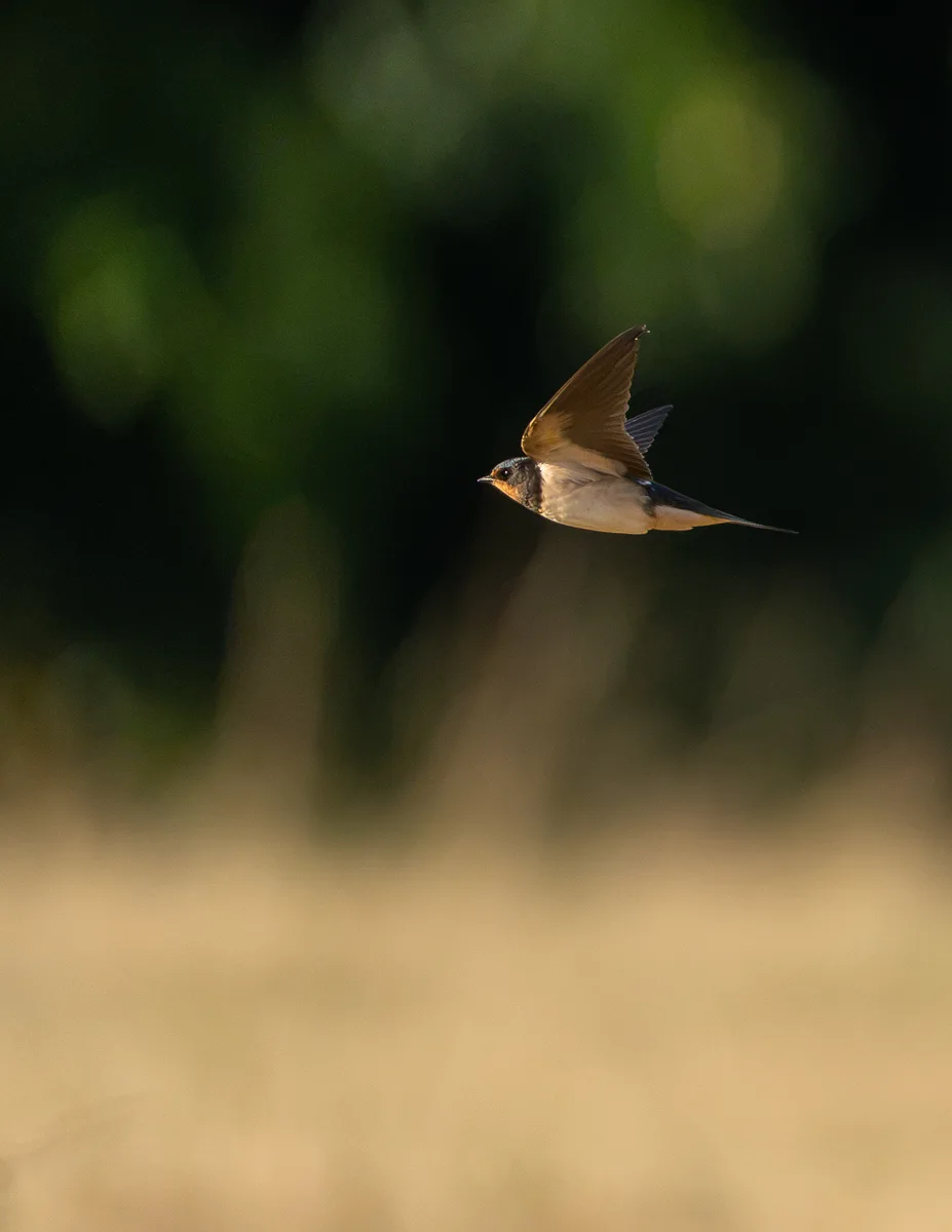 Barn Swallow In Midflight