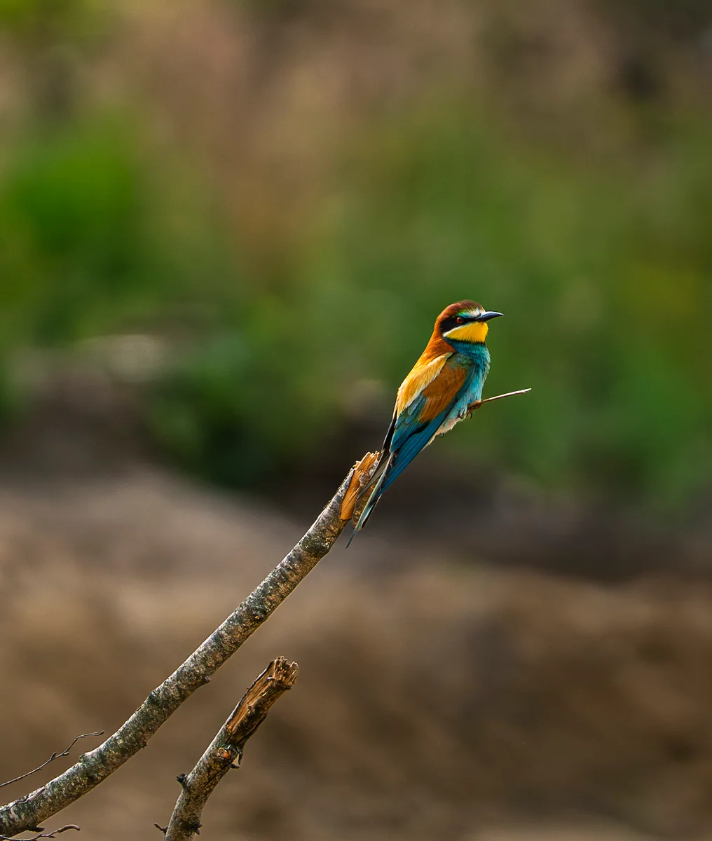 Bee Eaters Migration From Africa 2