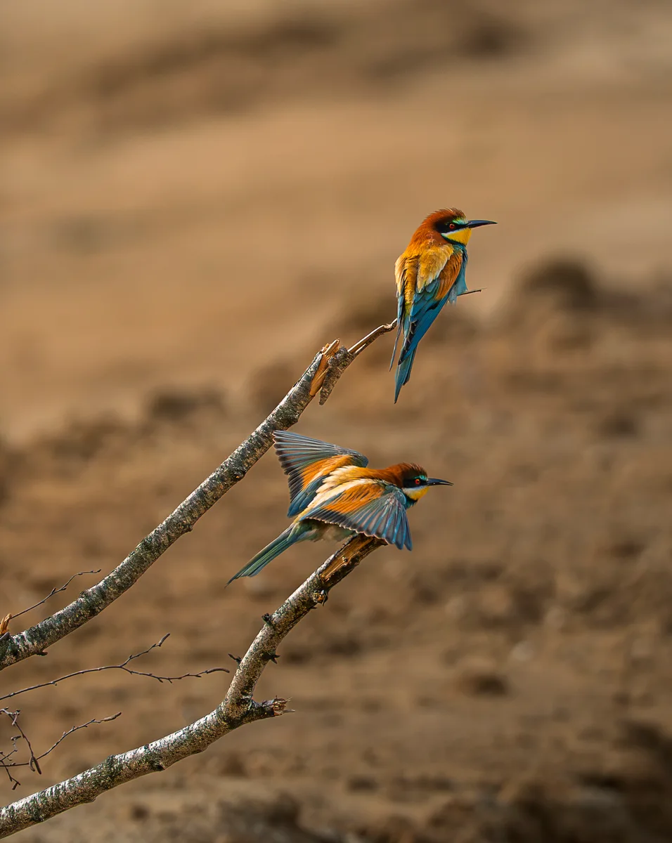 Bee Eaters Migration From Africa 3