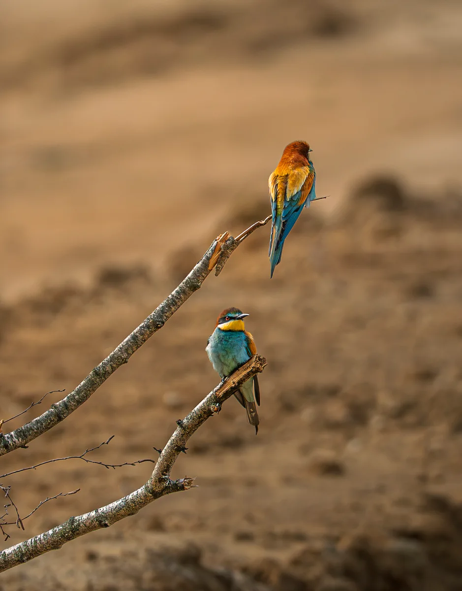 Bee Eaters Migration From Africa