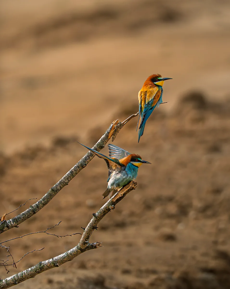 Bee Eaters