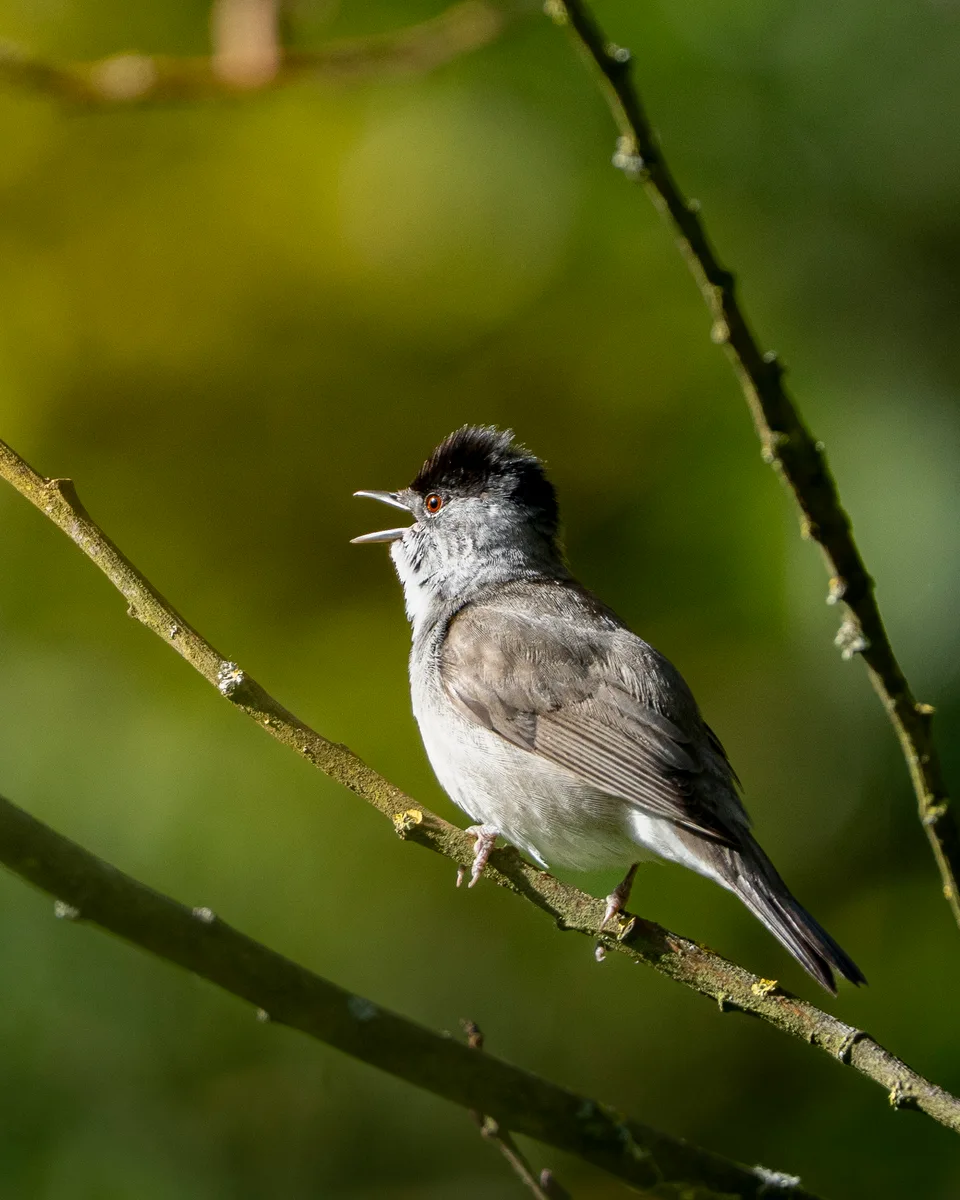 Black Headed