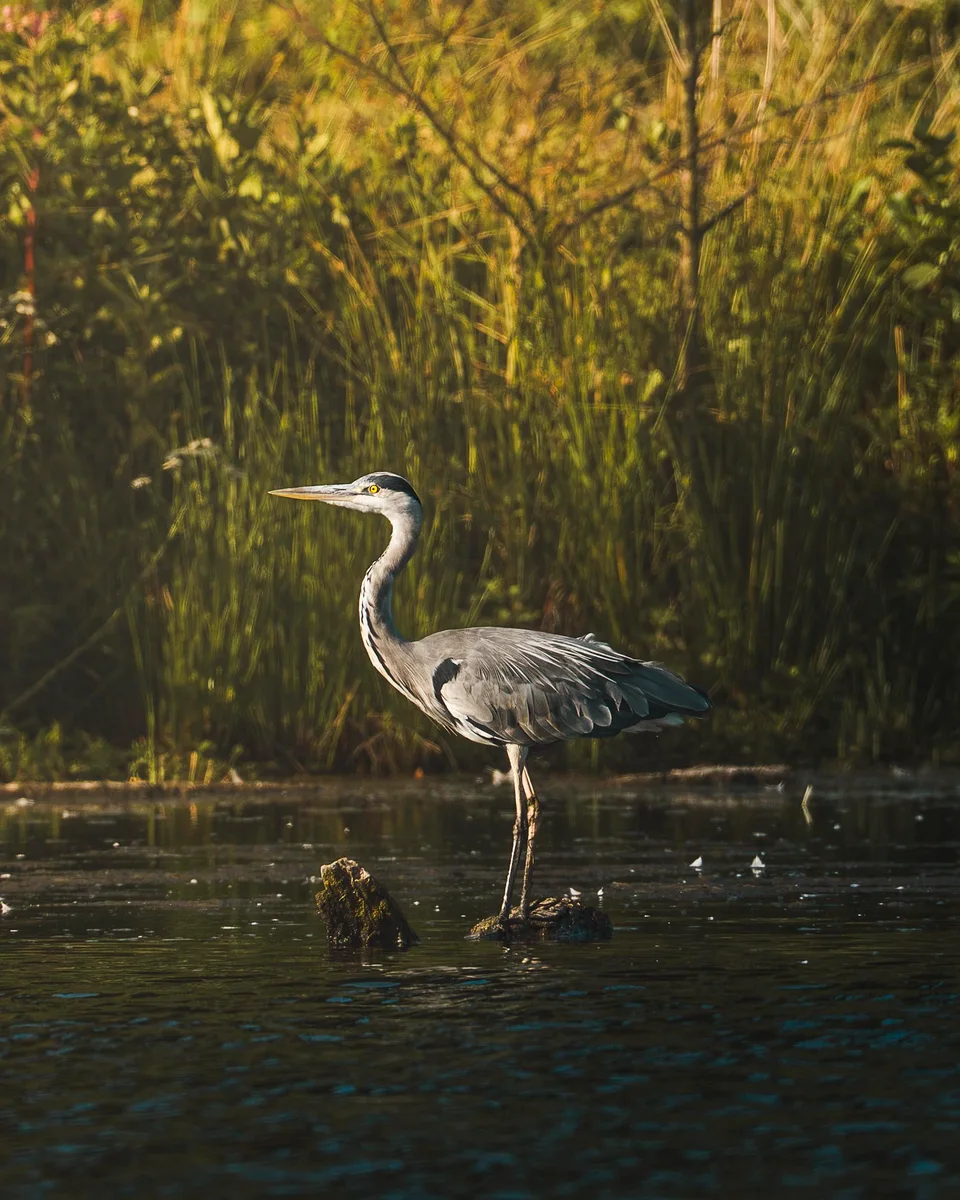 Blue Heron Sun Bathing