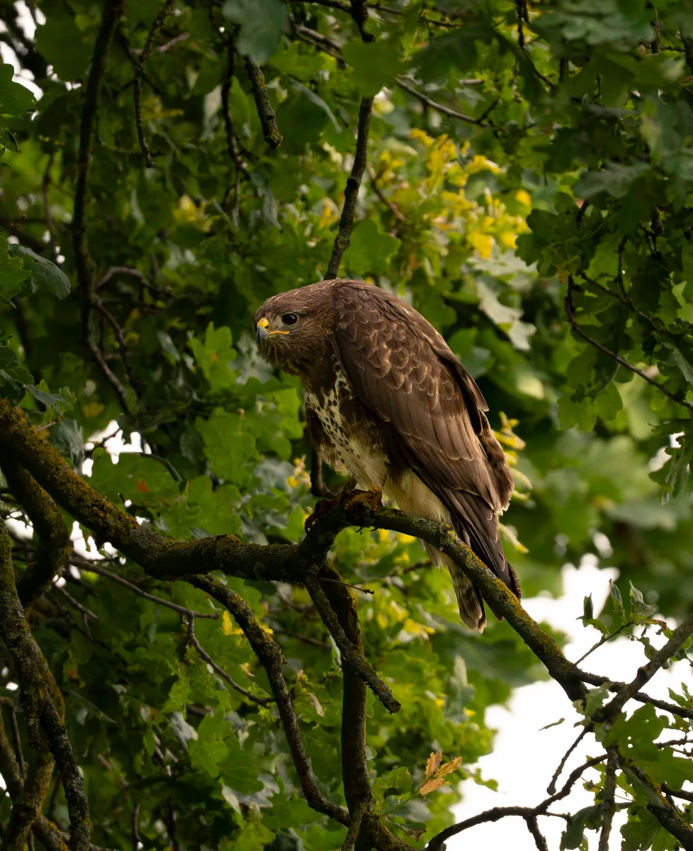 Buzzard 2