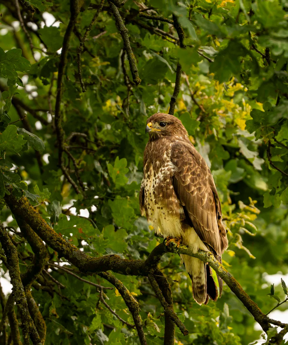 Buzzard 3