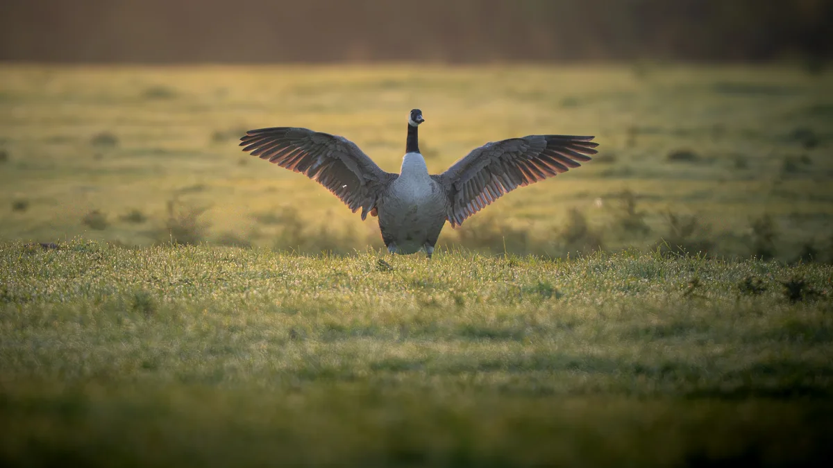 Canadian Geese