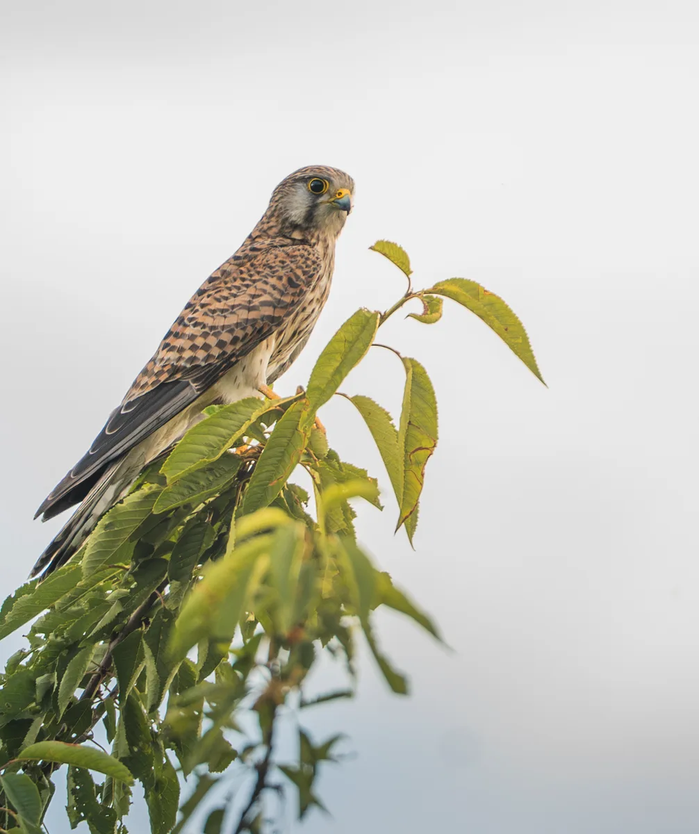 Common Krestel