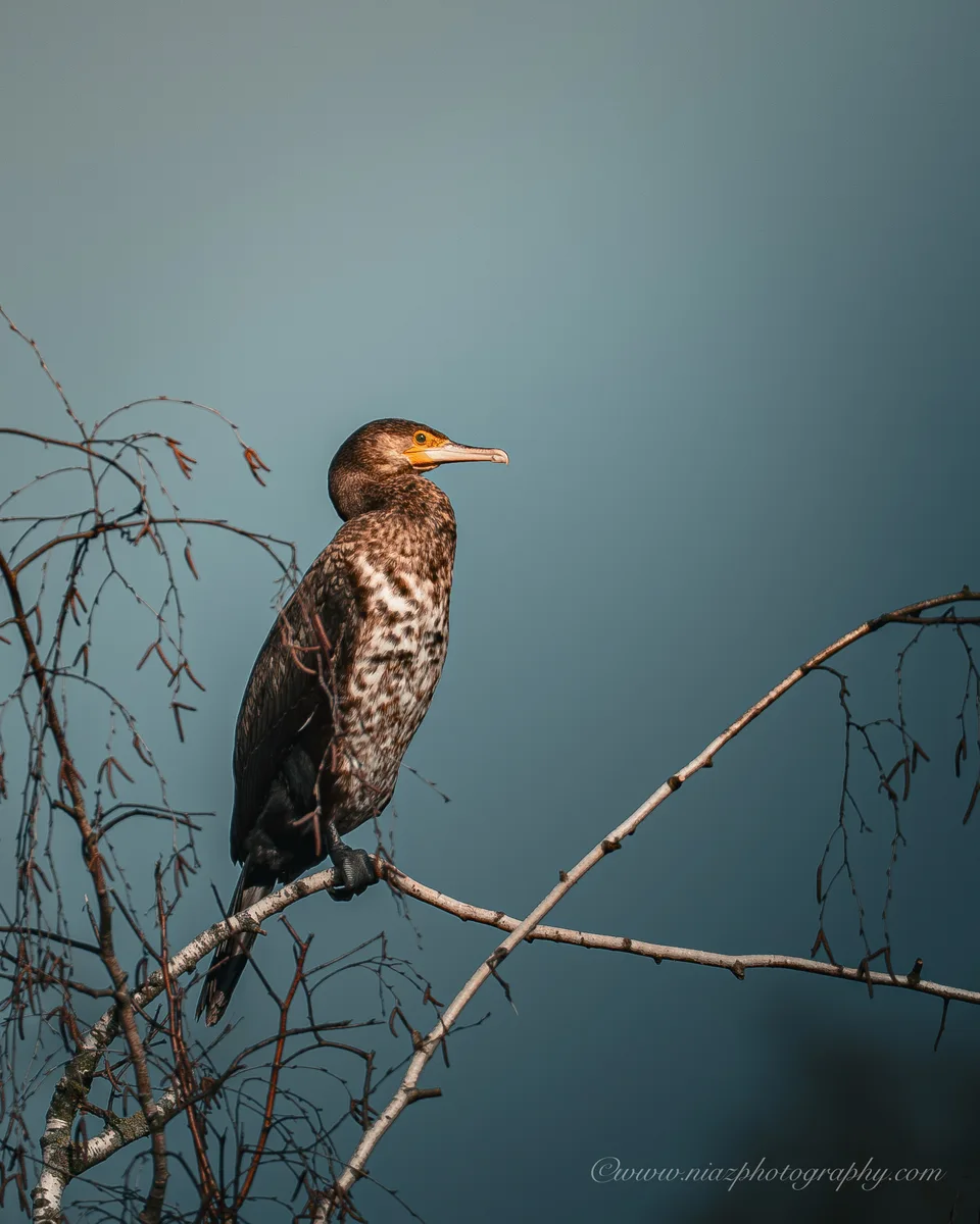 Cormorant 