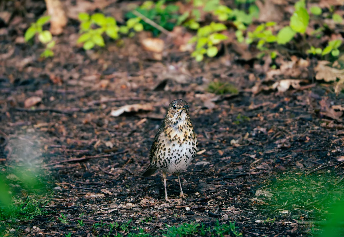 Curious