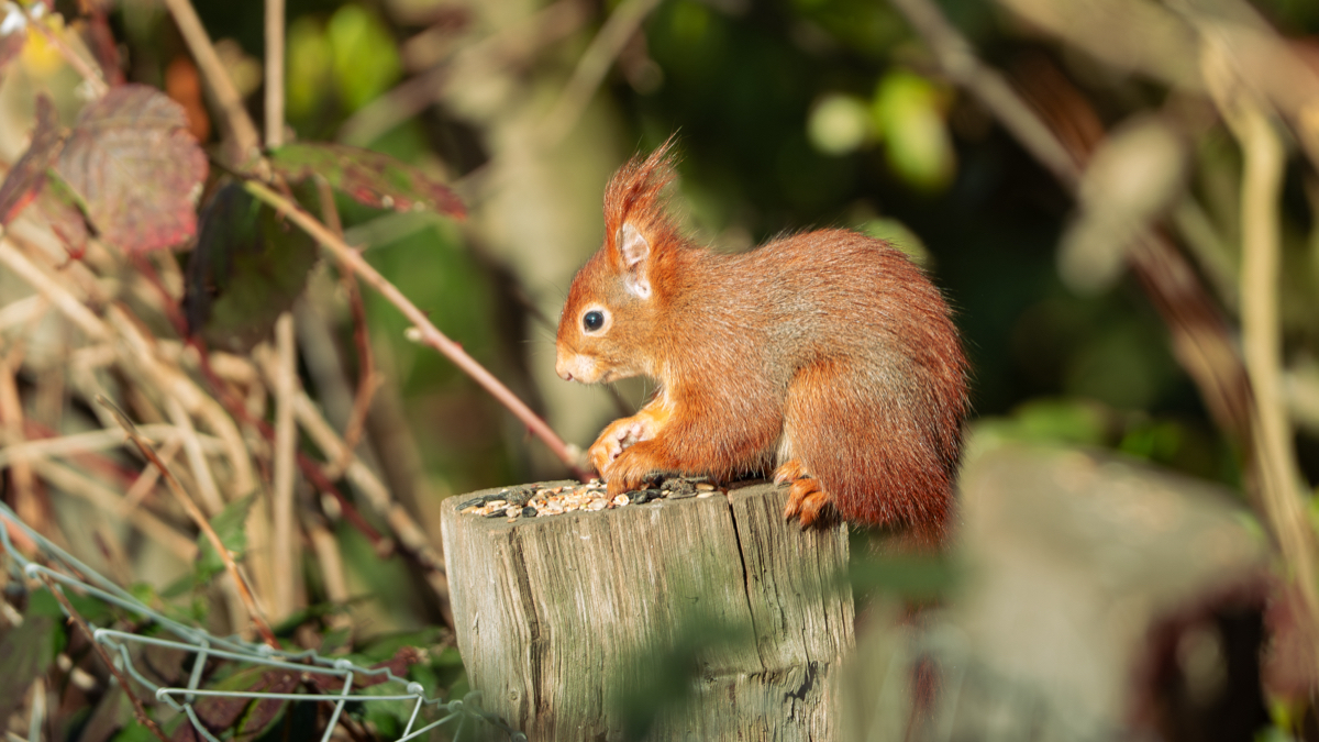 Wildlife Frame 102
