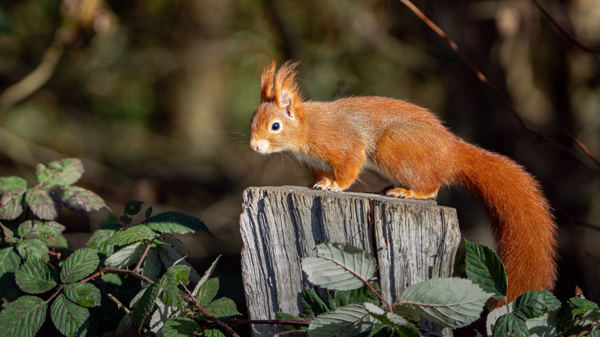 Wildlife Frame 87