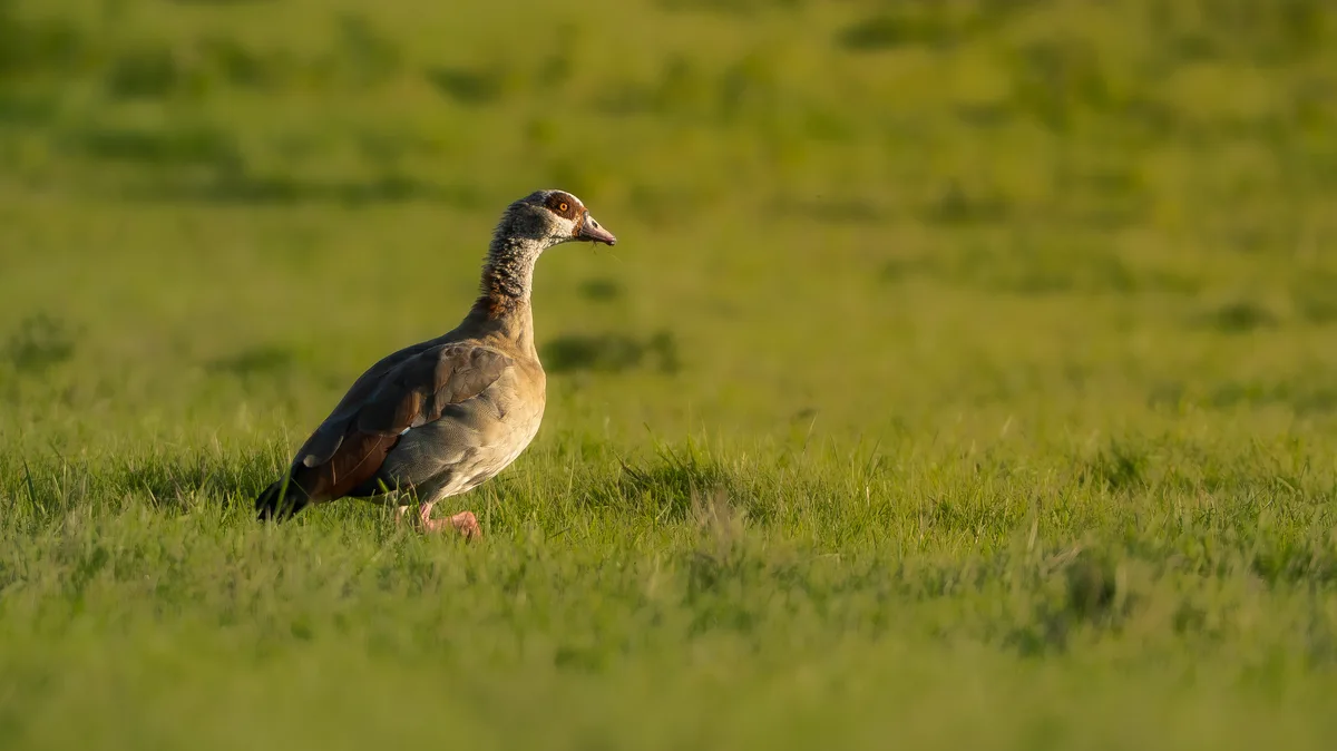 Egyptian Goose