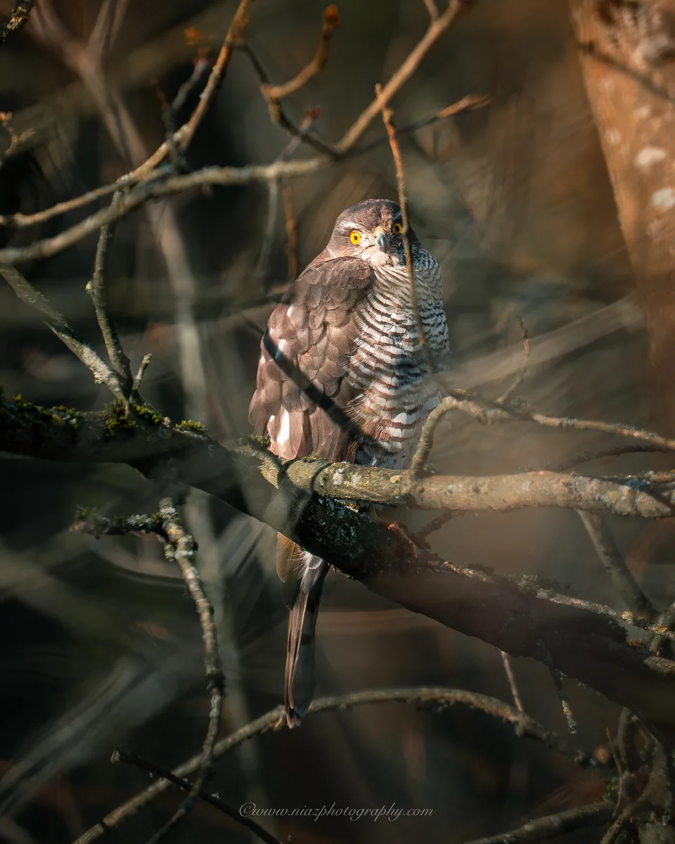 Eurasian Sparrowhawk