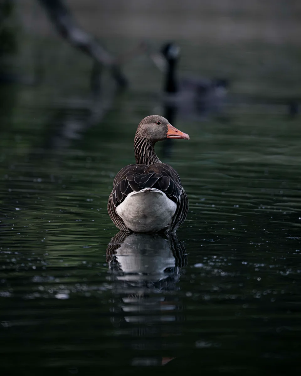 Evening Rest