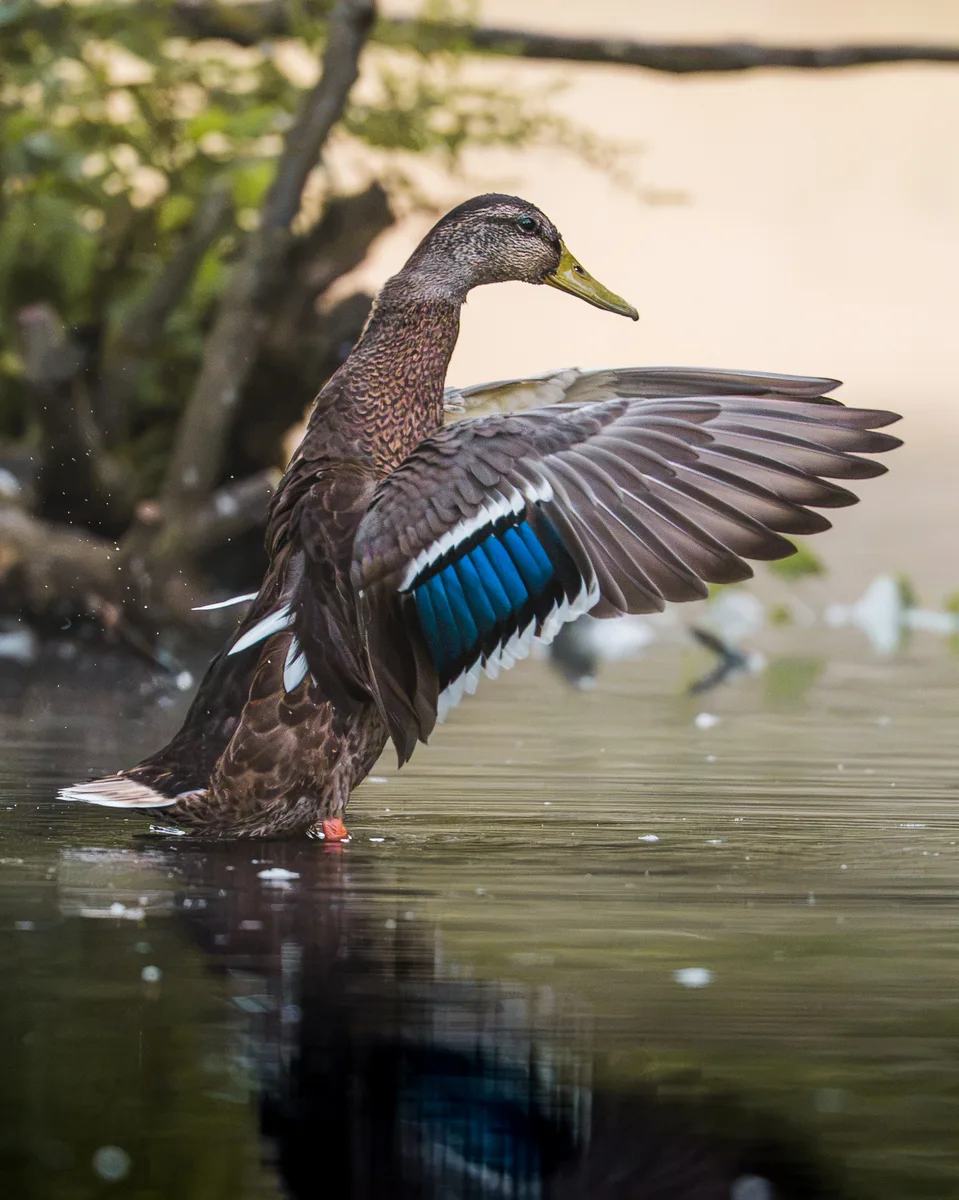 Flapping