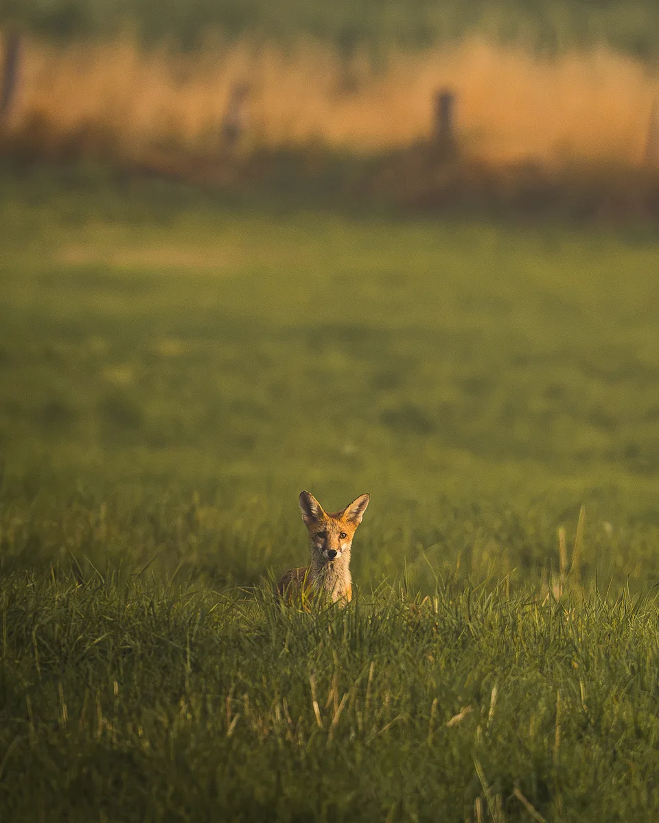 Fox In Early Morning