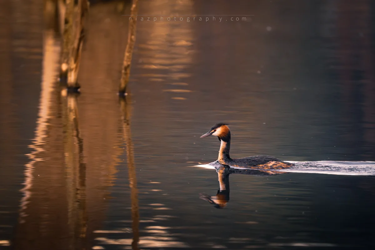 Great Crested Grebe