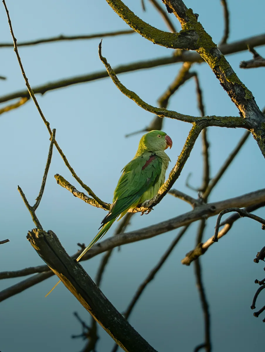 Green Contrast