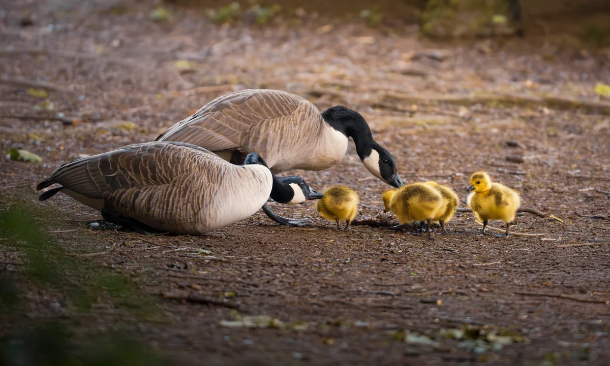 Hatchlings Caring