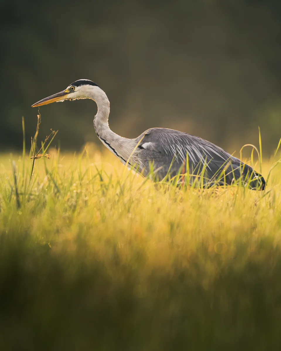 Heron On Mist
