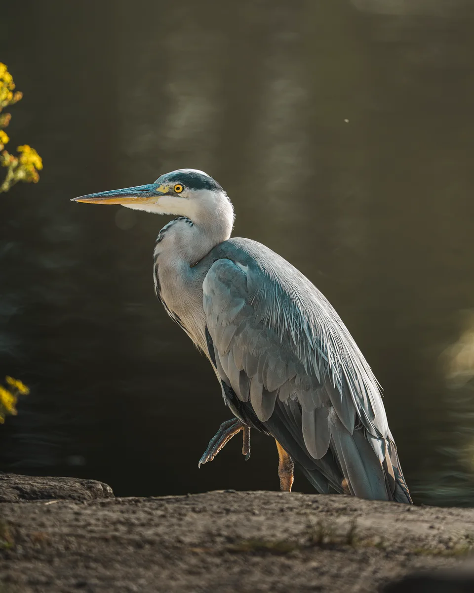 Heron On Wait