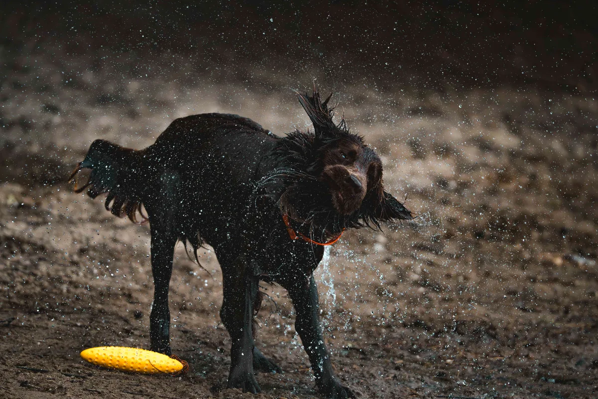 Humans Best Friend 