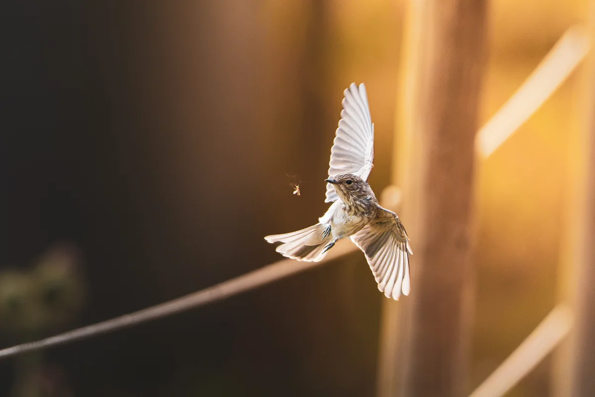 Insect Hunting Midflight