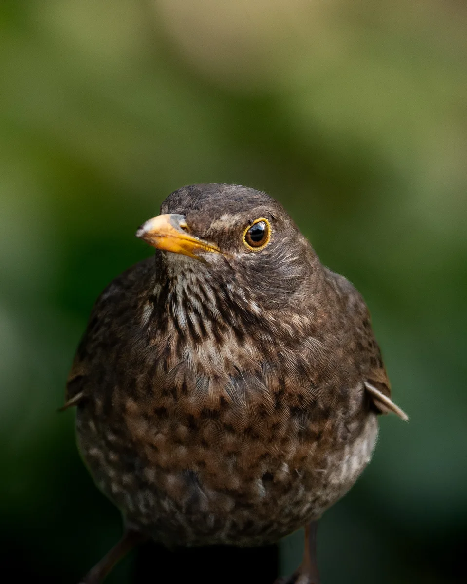 Juvenile BlackBird