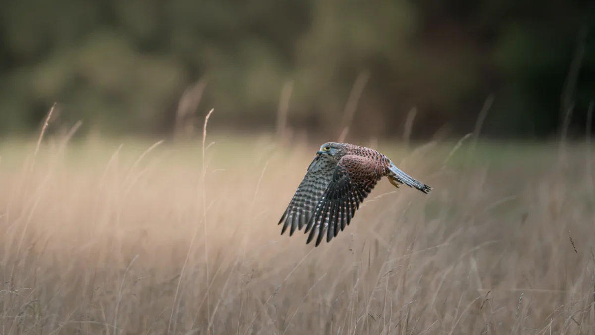 Kestrel Gliding