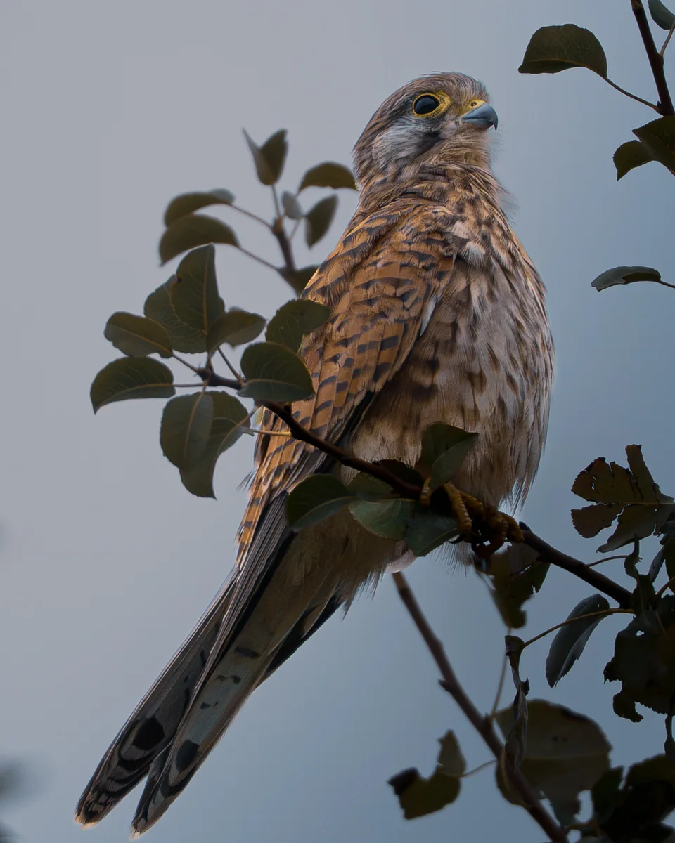 Kestrel Scaning The Field