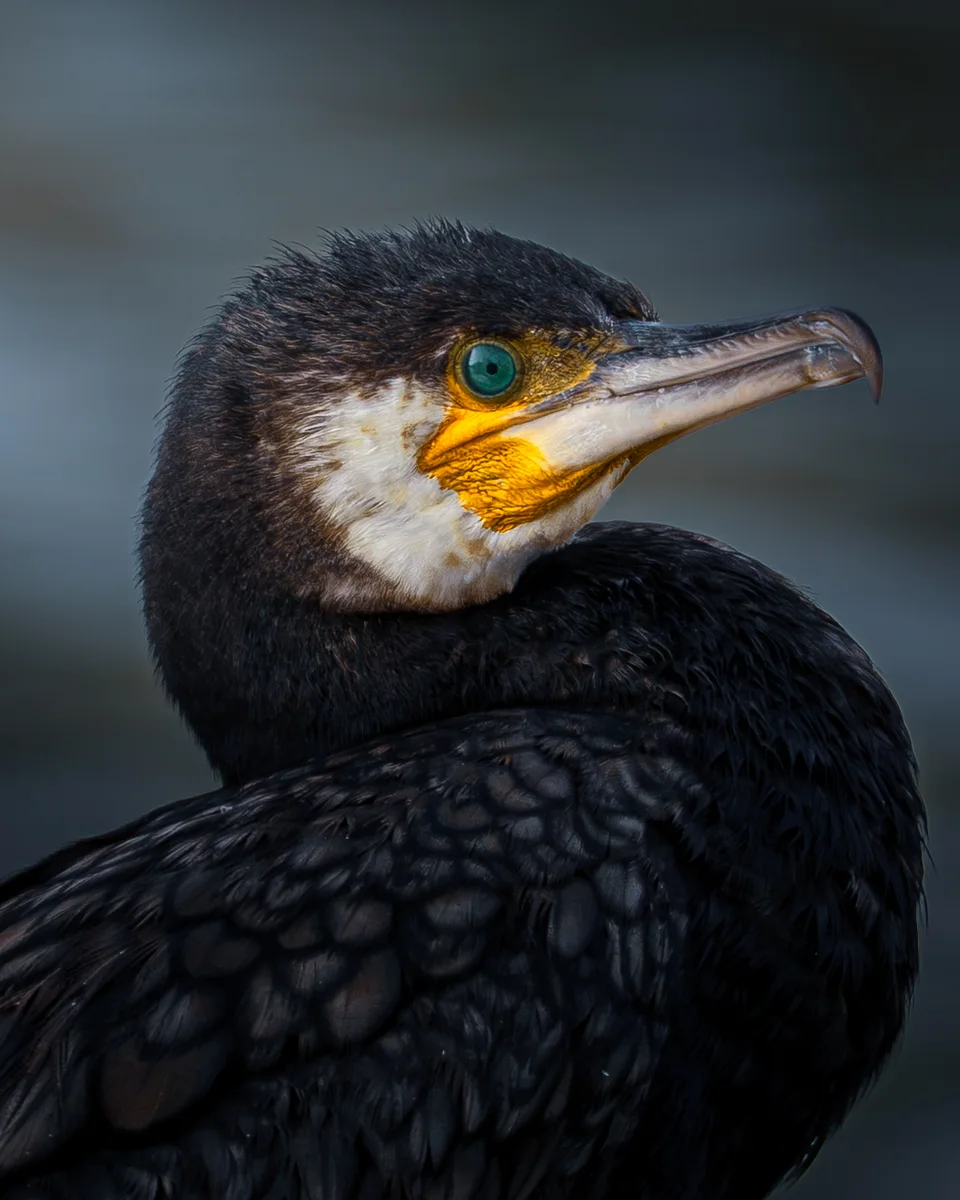 Kormoran In Sunlight