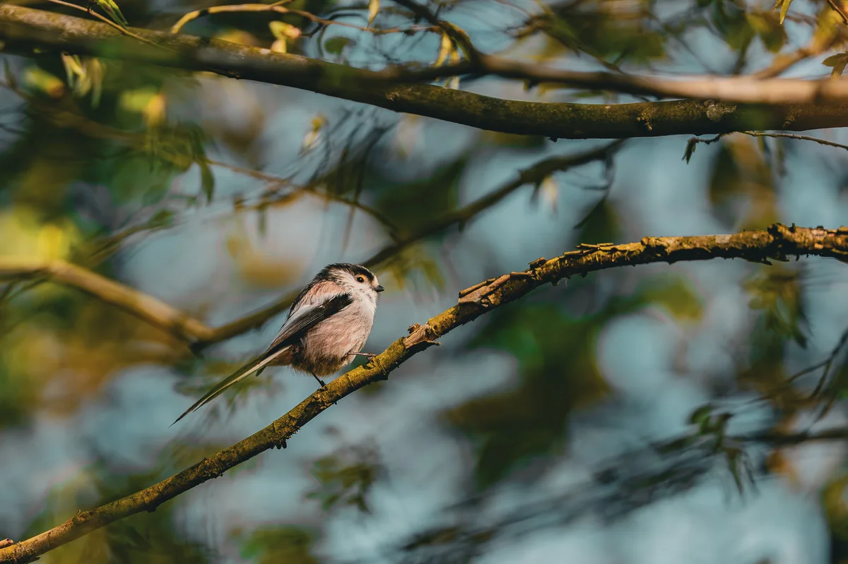 Long Tail Tit