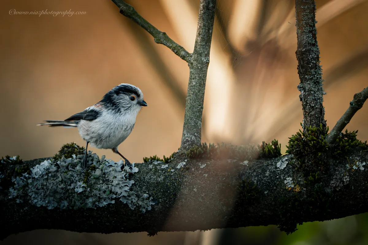 LongTailedTit