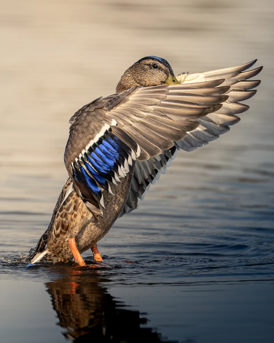 Mallard Flapping