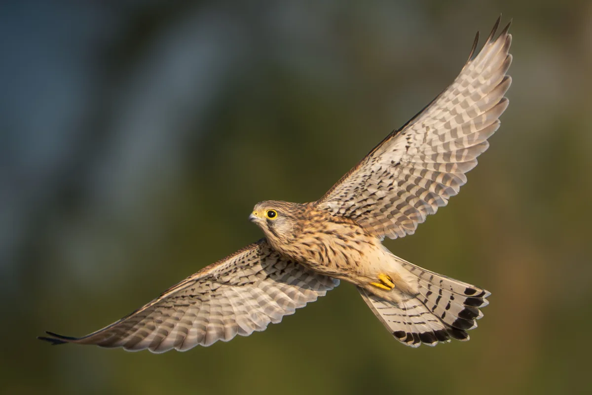 Member Of Falcon Family