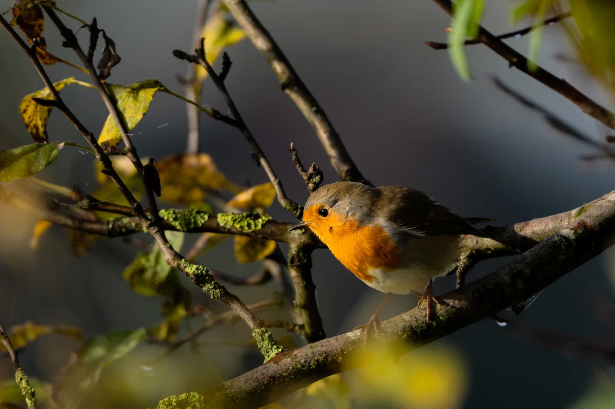 Morning Visitor